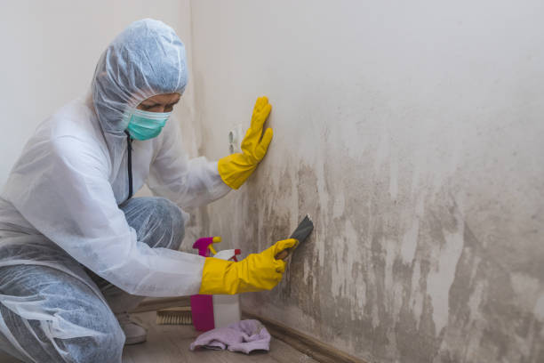 Best Attic Mold Removal  in Lahoma City, OK