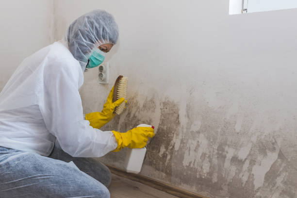 Best Residential Mold Removal  in Lahoma City, OK