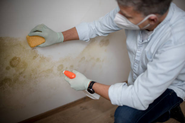 Best Mold Damage Repair  in Lahoma City, OK