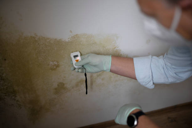Best Local Mold Removal Service  in Lahoma City, OK