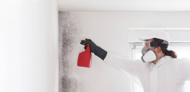 Best Mold Testing and Removal  in Lahoma City, OK