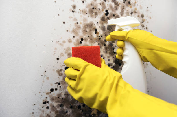 Best Toxic Mold Removal  in Lahoma City, OK