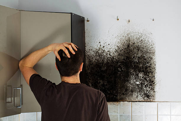 Best Same-Day Mold Removal  in Lahoma City, OK