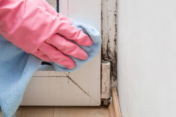Best Emergency Mold Removal  in Lahoma City, OK